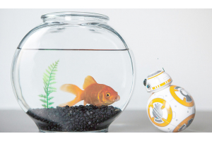 The first flowers in space